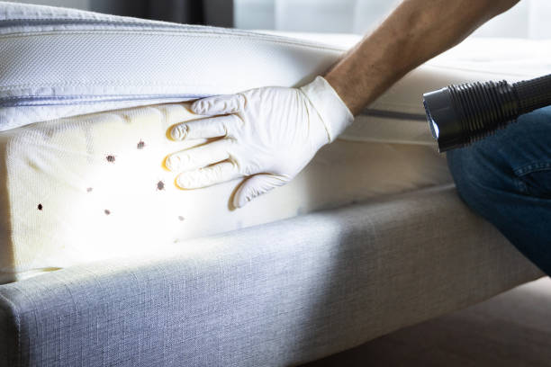 Best Cockroach Control Services  in East Highland Park, VA